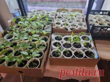 Зачем поливать рассаду перекисью водорода: секрет для мощных корней. Весной многие дачники хватаются за голову, глядя на бледную и вытянутую рассаду, хотя семена были дорогими и грунт качественным.