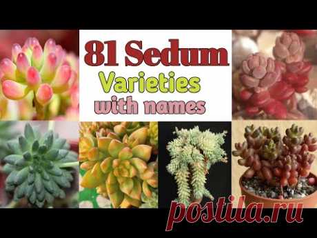 81 Sedum Plant Varieties with Names | sedum Plant types | Plant and Planting