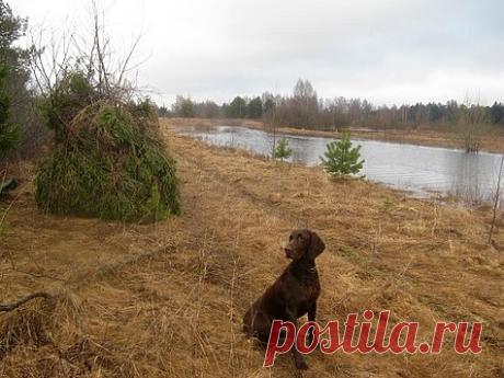 Зря не верили: Тверская область опубликовала постановление о закрытии весенней охоты в 2020 году Как не печально, но для многих охотников новость о закрытии охоты в Тверской области - словно удар ниже пояса. Не утихают страсти, правильно ли сделал