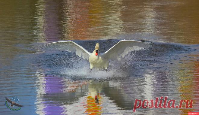 Фото: Серфер.. Фотограф-анималист sergey izoya. Фото животных. Фотосайт Расфокус.ру