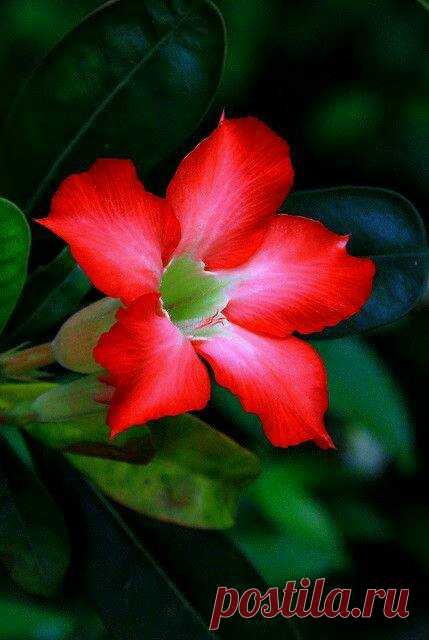 (102) Beautiful World of Flowers