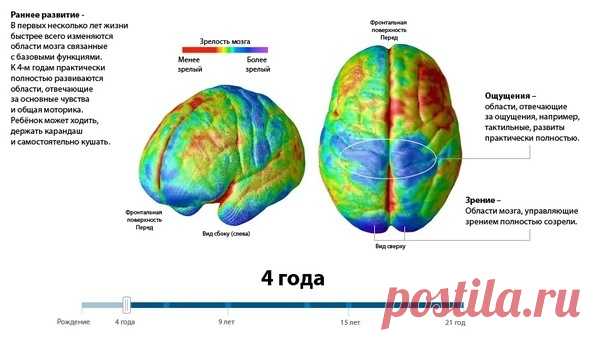 Эти знания очень важны для родителей! Возрастные этапы созревания