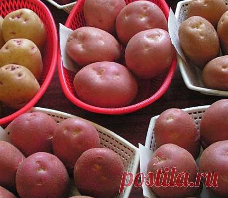 Меристемная картошка