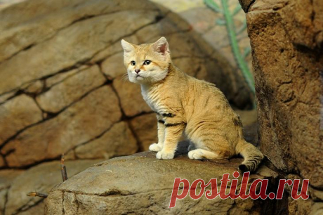 Барханный кот