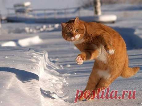 А вот и я! Станцуем?!