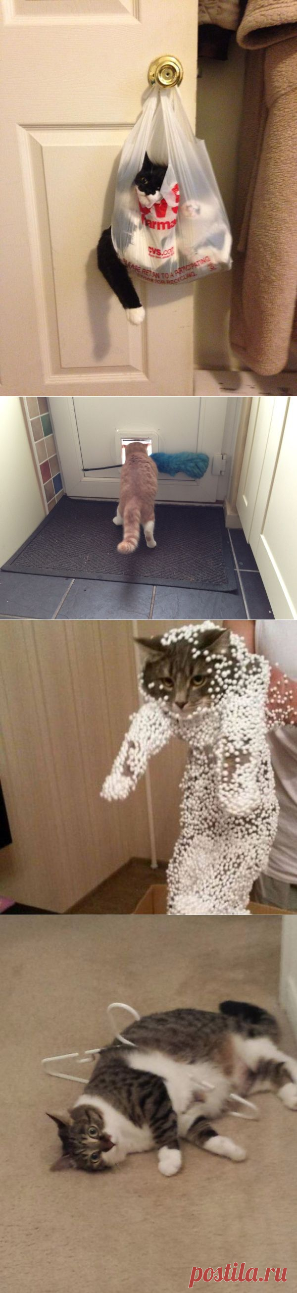 20 котов, которых жизнь завела в тупик