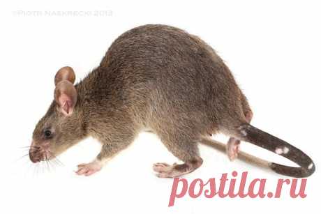 Гамбийская хомяковая крыса/ Gambian pouched rat (Cricetomys gambianus), Африка. Вид вне опасности.