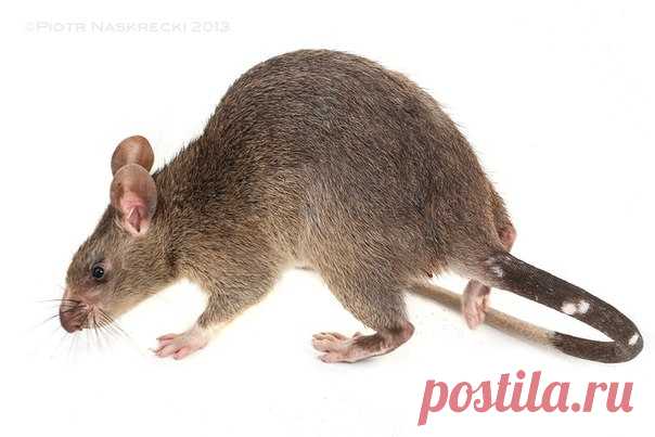 Гамбийская хомяковая крыса/ Gambian pouched rat (Cricetomys gambianus), Африка. Вид вне опасности.
