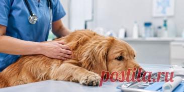 🐶 Кастрация собаки — не просто способ предотвратить нежелательное размножение. Она может иметь важное медицинское значение при заболеваниях предстательной железы, патологиях семенников и крипторхизме.

Когда операция действительно нужна? В каком возрасте её лучше проводить? И чего ожидать после процедуры? 🩺

Разбираем показания, современные хирургические подходы и правила восстановления.

Изображение от ChatGPT
