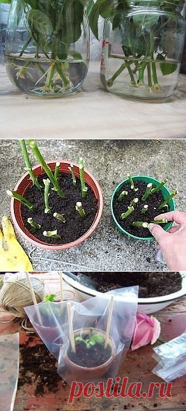 Натуральные стимуляторы образования корней.