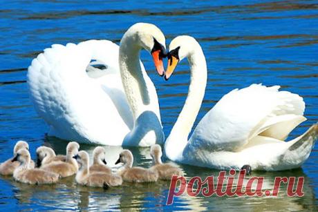 Верность лебедей: правда или легенда? (3 фото) | Чёрт побери Верность лебедей: правда или легенда?  Про лебедей издавна слагались легенды, люди поклоняются и почитают этих величавых птиц. Названные грациозные создания считаются символом добра, благородства и супружеской верности. В мире существует семь видов лебедей: кликуны, шипуны и тундровые живут на территории Российской Федерации, ;американские и трубачи обитают в Мексике, США и Канаде, черношейные гнездятся в Бразили...