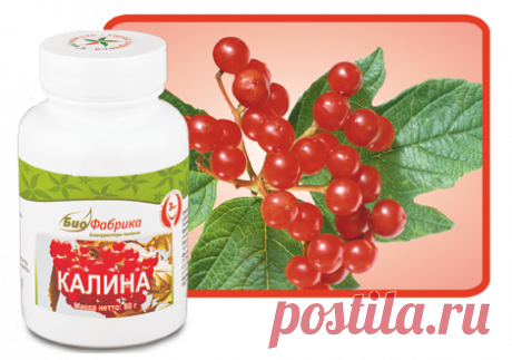 Калина - Успокаивающее действие 
Состав продукта из криопорошков:
калина
Активные вещества:
валериановая кислота, тритерпеновые соединения, иридоиды, хлорогеновая кислота
Полезно при высоких психо-эмоциональных нагрузках, гипертонической болезни, ишемической болезни сердца, аритмиях
Энергетическая ценность на 100 грамм, 296 ккал
Как известно, КАЛИНА оказывает успокаивающее действие на центральную нервную систему, усиливают действие снотворных, обладает также спазмолитическими свойствами.
