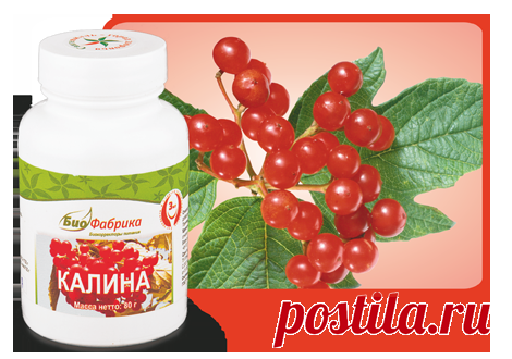 Калина - Успокаивающее действие 
Состав продукта из криопорошков:
калина
Активные вещества:
валериановая кислота, тритерпеновые соединения, иридоиды, хлорогеновая кислота
Полезно при высоких психо-эмоциональных нагрузках, гипертонической болезни, ишемической болезни сердца, аритмиях
Энергетическая ценность на 100 грамм, 296 ккал
Как известно, КАЛИНА оказывает успокаивающее действие на центральную нервную систему, усиливают действие снотворных, обладает также спазмолитическими свойствами.