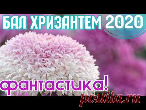 Крым. РЕКОРДНЫЙ БАЛ ХРИЗАНТЕМ! Цветочный бум в ноябре! Никитский Ботанический сад. Ялта сегодня 2020