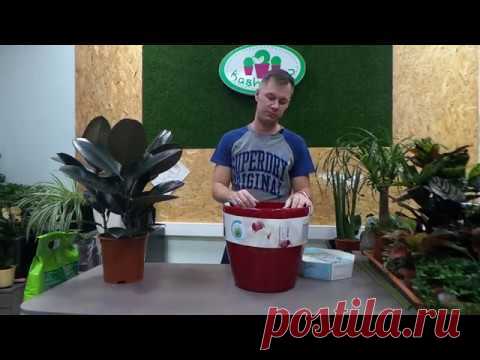 пересадка Фикуса Эластика в кашпо с автополивом Lechuza