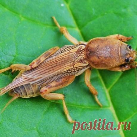 Хвори всем знакомые лечат насекомые!