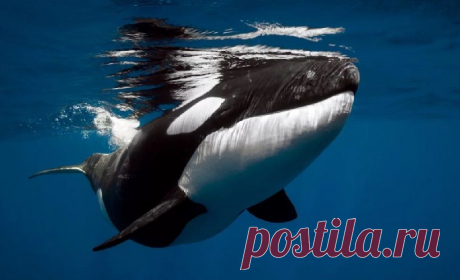 Касатки не на шутку перепугали двух купающихся детей | В мире