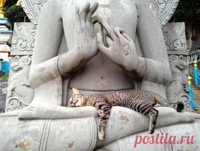 Коты-буддисты гармония и единение