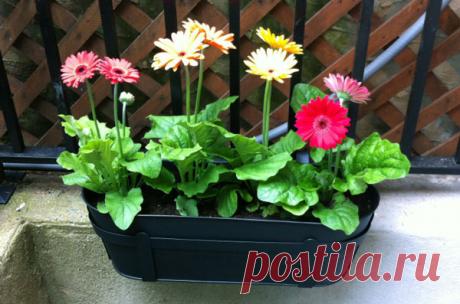 Комнатная гербера: уход в домашних условиях
