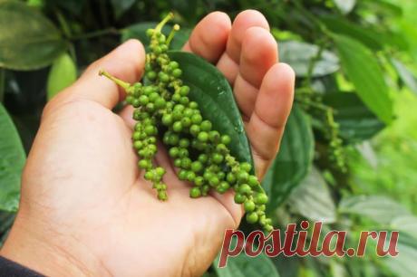 Как выглядят 12 популярных продуктов, когда растут