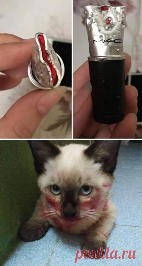 10+ фото котов, которые поднимут настроение даже в самый хмурый день. Ридус
