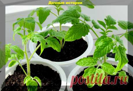 Правильные советы и состав подкормки для получения качественной рассады с крепкими стеблями — Страница 2 — Интересные советы