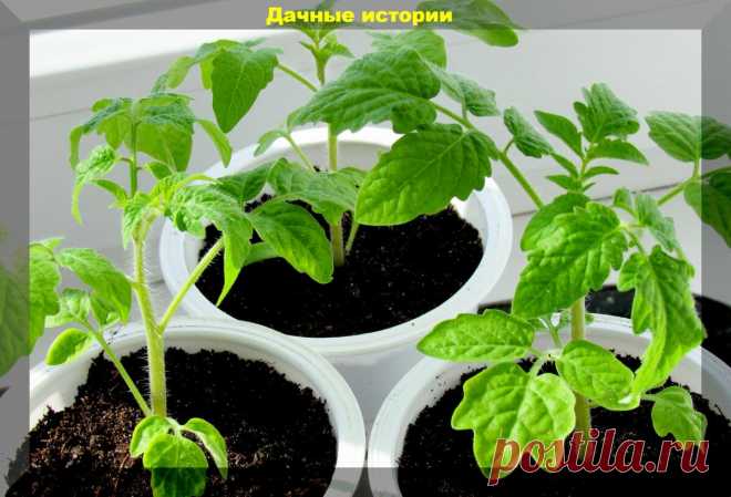 Правильные советы и состав подкормки для получения качественной рассады с крепкими стеблями — Страница 2 — Интересные советы