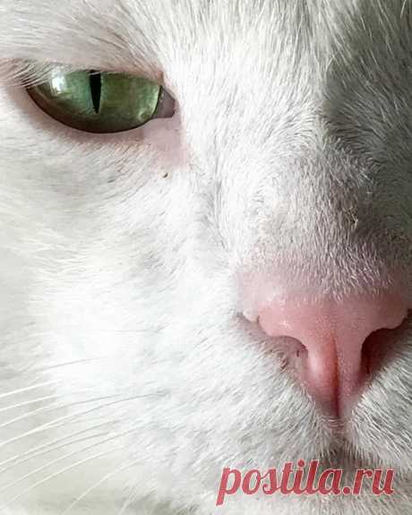 Mark Squires Studio в Instagram: «Sleepy eye & Pink nose.. Sunday with #myroommatebruce» 191 отметок «Нравится», 5 комментариев — Mark Squires Studio (@marksquires_studio) в Instagram: «Sleepy eye & Pink nose.. Sunday with #myroommatebruce»