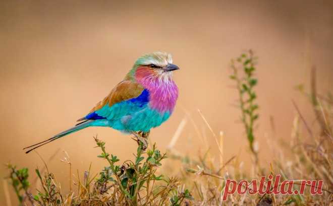 birds sunlight sunset sky flying birds птицы солнечный свет закат небо летающих птиц HD обои для ноутбука