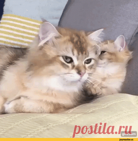 (2) Мой Мир@Mail.Ru