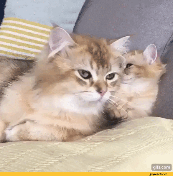 (2) Мой Мир@Mail.Ru