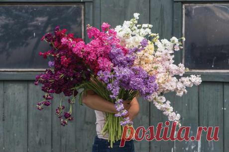 Маттиола выращивание из семян когда сажать Сорта маттиолы фото названия с описанием