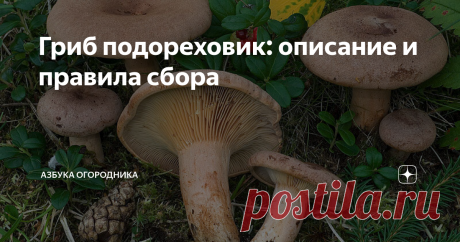 Гриб подореховик: описание и правила сбора Гриб подореховик (молочай, поддубенок, подмолочник) из семейства Сыроежковые характеризуется высокими вкусовыми качествами и питательной ценностью.