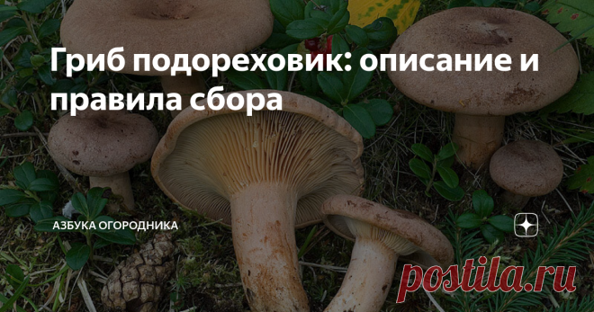 Гриб подореховик: описание и правила сбора Гриб подореховик (молочай, поддубенок, подмолочник) из семейства Сыроежковые характеризуется высокими вкусовыми качествами и питательной ценностью.