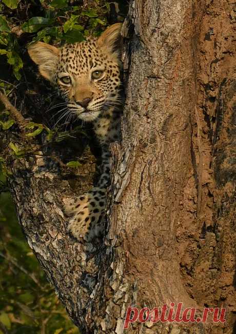 Baby Leopard in the Tree In Kruger National Park, South Africa last month during my recent photo tour....
