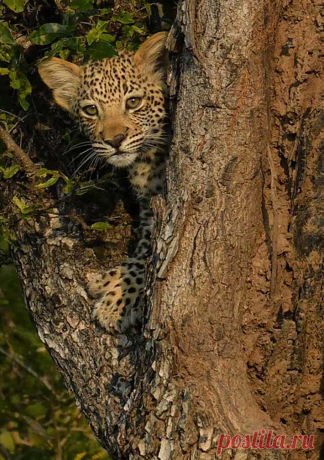 Baby Leopard in the Tree In Kruger National Park, South Africa last month during my recent photo tour....