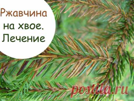 РЖАВЧИНА НА ХВОЙНЫХ РАСТЕНИЯХ  

Болезнь ржавчины часто встречается в наших садах и обустроенных ландшафтах. Она быстро распространяется и может уничтожить солидные посадки, роз, ягодников и хвойных растений, которые так полюбились нам при формировании живых изгородей, топиари в общем садовом дизайне.  

При определении симптомов нужно помнить, что грибковое заболевание ржавчины растений протекает только на живых наземных частях растения: листве, хвое или побегах первого г...