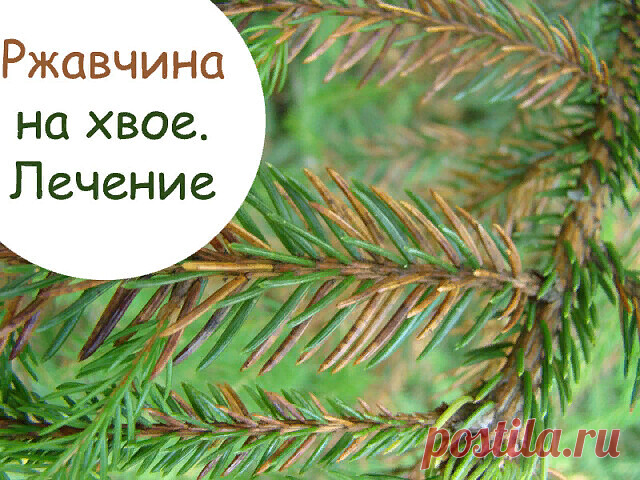 РЖАВЧИНА НА ХВОЙНЫХ РАСТЕНИЯХ  

Болезнь ржавчины часто встречается в наших садах и обустроенных ландшафтах. Она быстро распространяется и может уничтожить солидные посадки, роз, ягодников и хвойных растений, которые так полюбились нам при формировании живых изгородей, топиари в общем садовом дизайне.  

При определении симптомов нужно помнить, что грибковое заболевание ржавчины растений протекает только на живых наземных частях растения: листве, хвое или побегах первого г...