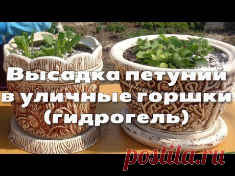 Высадка петуний в уличные горшки с использованием гидрогеля - YouTube
