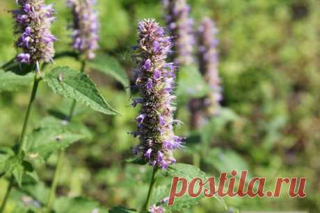 Полезные свойства и выращивание лофанта анисового