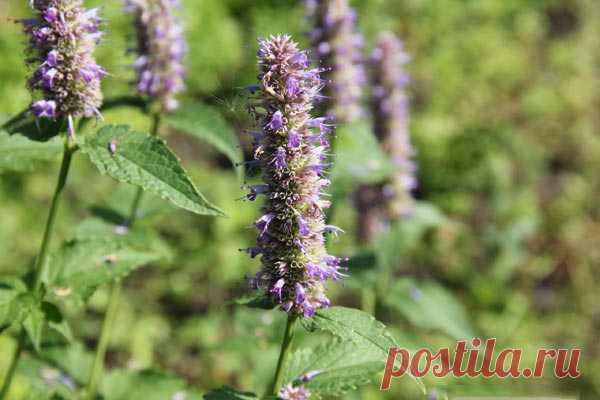 Полезные свойства и выращивание лофанта анисового