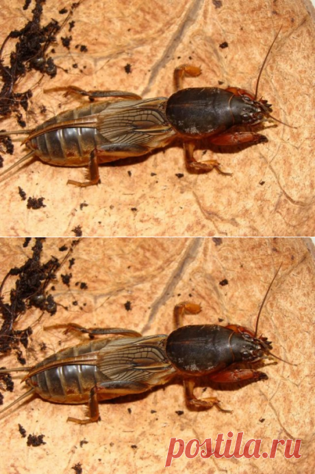 (24) Одноклассники