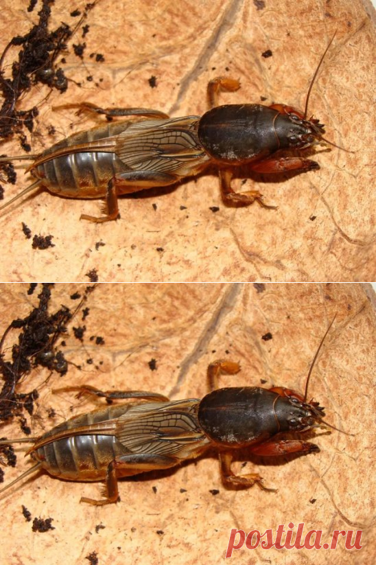 (24) Одноклассники