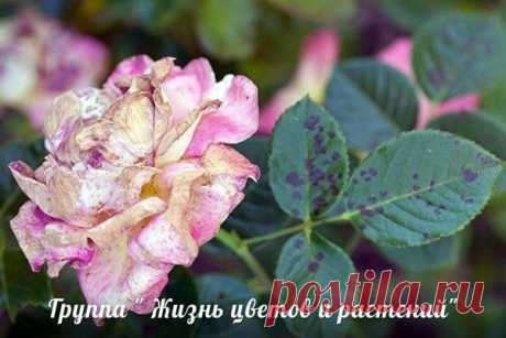 Болезни роз.