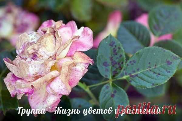 Болезни роз.