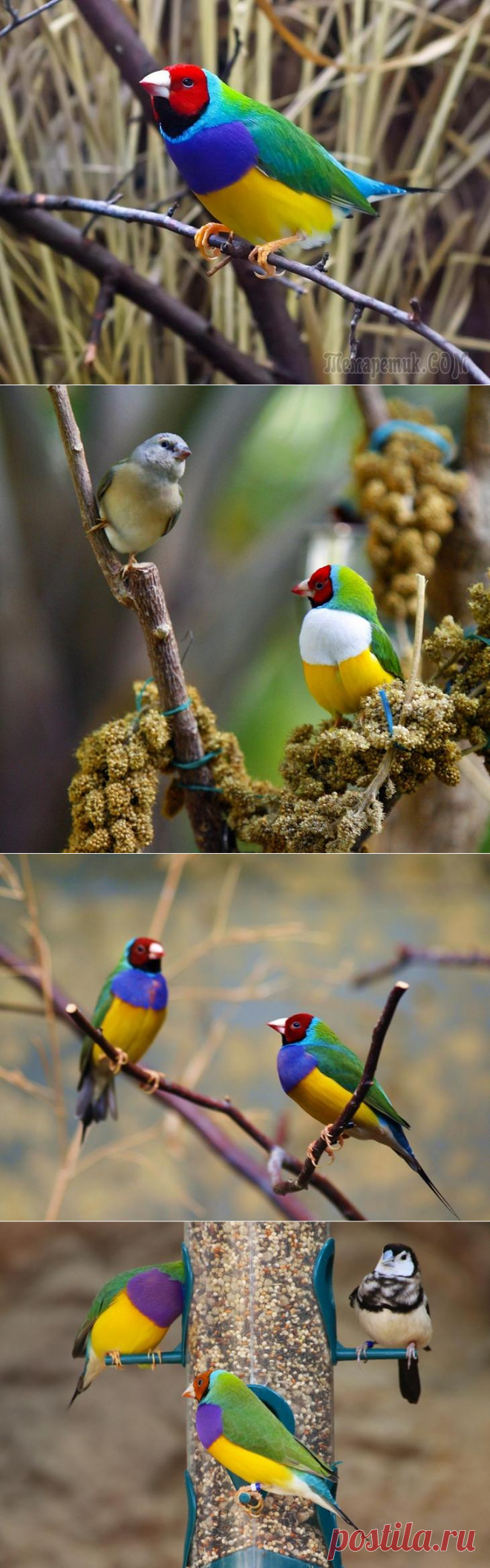 Гульдова амадина-одна из самых ярких и красивых птиц
