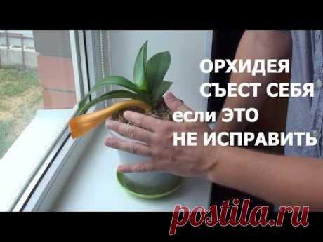 ОРХИДЕЯ СЪЕСТ сама себя  ПОЭТОМУ у ЗДОРОВОЙ ОРХИДЕИ ЖЕЛТЕЮТ нижние ЛИСТЬЯ