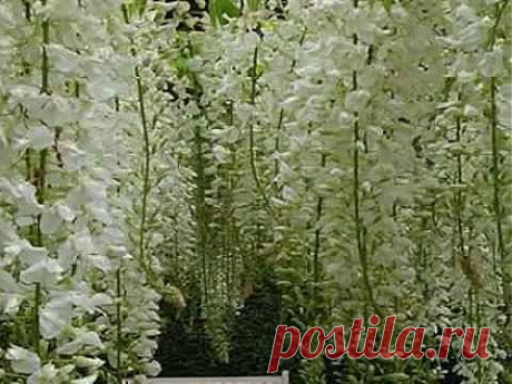 Глициния - многолетняя лиана | Всё о цветах и полезных растениях
