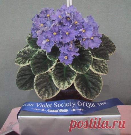 Virtual Violet :: Просмотр темы - Виртуальные выставки. Осторожно! Смотреть с валерьянкой!