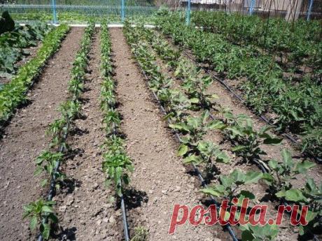 (3) Одноклассники